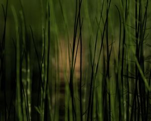 Preview wallpaper grass, plants, pond, green