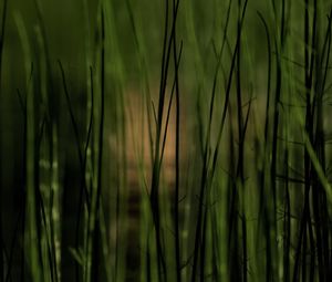 Preview wallpaper grass, plants, pond, green