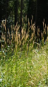 Preview wallpaper grass, plants, sunlight, leaves, nature