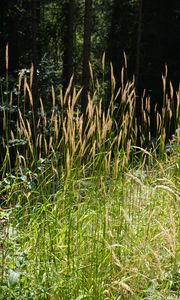 Preview wallpaper grass, plants, sunlight, leaves, nature