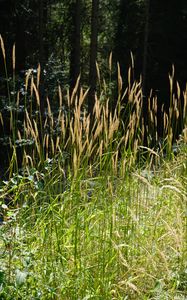 Preview wallpaper grass, plants, sunlight, leaves, nature