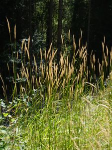 Preview wallpaper grass, plants, sunlight, leaves, nature