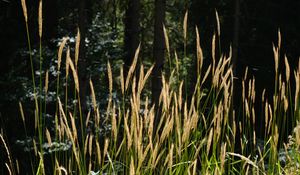 Preview wallpaper grass, plants, sunlight, leaves, nature