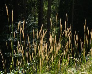 Preview wallpaper grass, plants, sunlight, leaves, nature