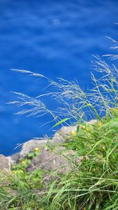 Preview wallpaper grass, plants, water, macro