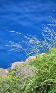 Preview wallpaper grass, plants, water, macro