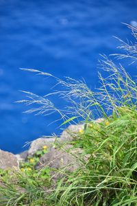 Preview wallpaper grass, plants, water, macro
