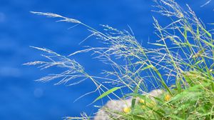 Preview wallpaper grass, plants, water, macro