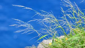 Preview wallpaper grass, plants, water, macro