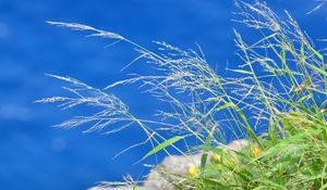 Preview wallpaper grass, plants, water, macro