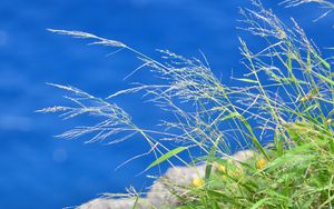 Preview wallpaper grass, plants, water, macro