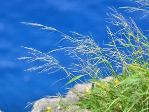 Preview wallpaper grass, plants, water, macro