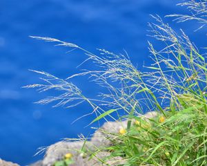 Preview wallpaper grass, plants, water, macro