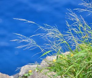 Preview wallpaper grass, plants, water, macro