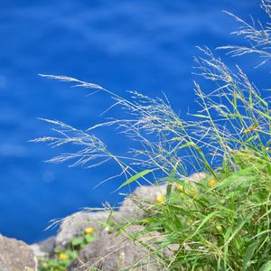 Preview wallpaper grass, plants, water, macro