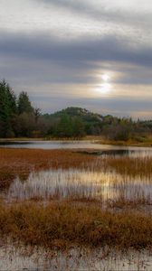 Preview wallpaper grass, pond, water, trees, nature