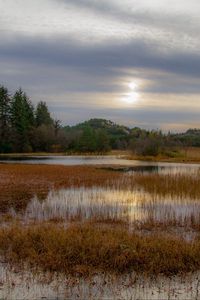 Preview wallpaper grass, pond, water, trees, nature