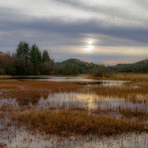 Preview wallpaper grass, pond, water, trees, nature