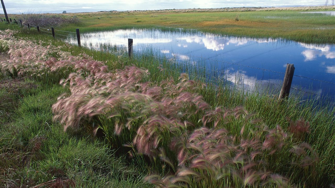 Wallpaper grass, protection, lake, reflection, sky