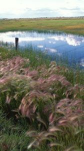 Preview wallpaper grass, protection, lake, reflection, sky