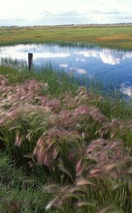 Preview wallpaper grass, protection, lake, reflection, sky