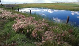 Preview wallpaper grass, protection, lake, reflection, sky