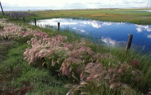 Preview wallpaper grass, protection, lake, reflection, sky