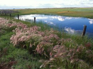 Preview wallpaper grass, protection, lake, reflection, sky