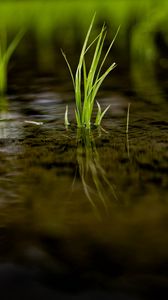 Preview wallpaper grass, puddle, water, macro