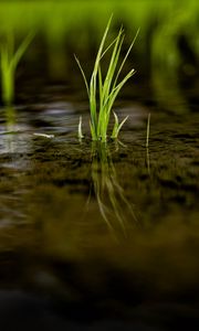 Preview wallpaper grass, puddle, water, macro