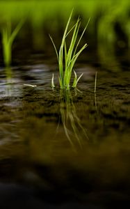 Preview wallpaper grass, puddle, water, macro