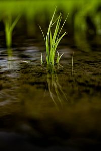 Preview wallpaper grass, puddle, water, macro