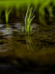 Preview wallpaper grass, puddle, water, macro