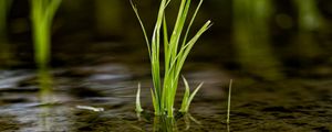 Preview wallpaper grass, puddle, water, macro