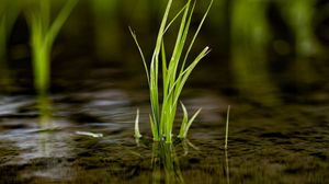 Preview wallpaper grass, puddle, water, macro
