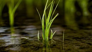 Preview wallpaper grass, puddle, water, macro