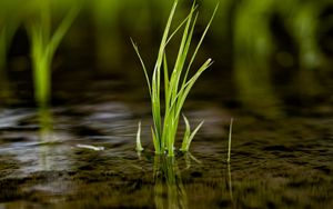 Preview wallpaper grass, puddle, water, macro