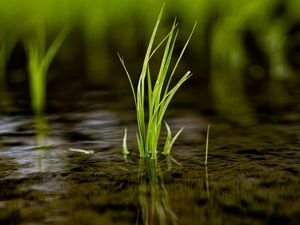 Preview wallpaper grass, puddle, water, macro