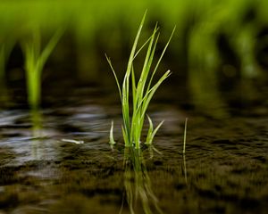 Preview wallpaper grass, puddle, water, macro