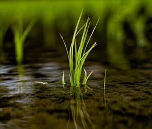 Preview wallpaper grass, puddle, water, macro