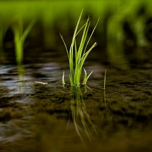 Preview wallpaper grass, puddle, water, macro