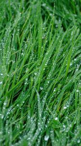 Preview wallpaper grass, rain, drops, macro