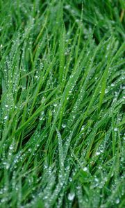 Preview wallpaper grass, rain, drops, macro