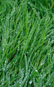 Preview wallpaper grass, rain, drops, macro