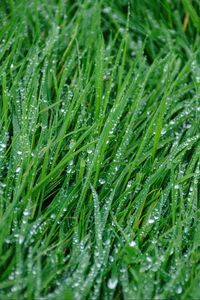Preview wallpaper grass, rain, drops, macro