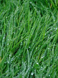 Preview wallpaper grass, rain, drops, macro