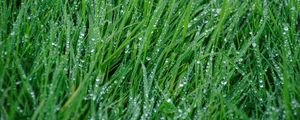 Preview wallpaper grass, rain, drops, macro