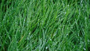 Preview wallpaper grass, rain, drops, macro