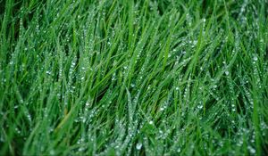 Preview wallpaper grass, rain, drops, macro