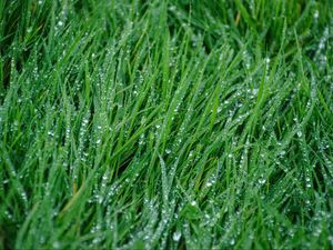 Preview wallpaper grass, rain, drops, macro